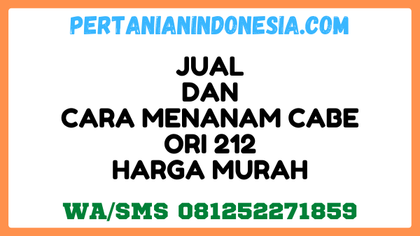 Jual Dan Cara Menanam Cabe ORI 212 Harga Murah